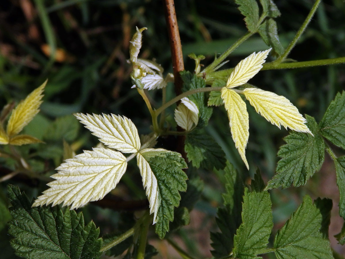 Ostružiník maliník (Rubus idaeus L.) s panašovanými listy