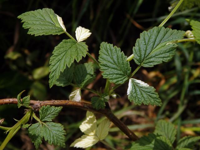 Ostružiník maliník (Rubus idaeus L.) s panašovanými listy