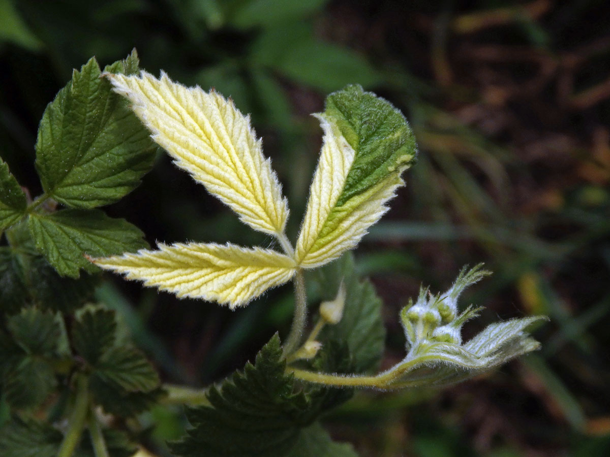 Ostružiník maliník (Rubus idaeus L.) s panašovanými listy