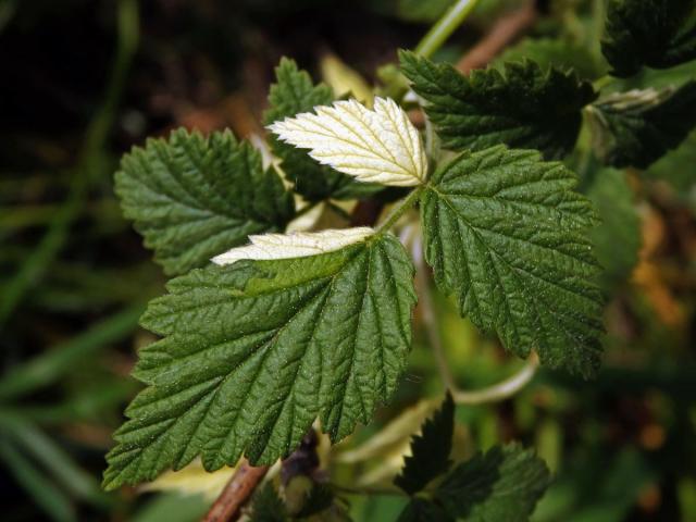 Ostružiník maliník (Rubus idaeus L.) s panašovanými listy