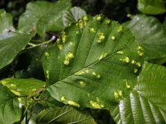 Hálky vlnovníka krátkonohého (Acalitus brevitarsus) na olši lepkavé (Alnus glutinosa)