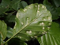 Hálky vlnovníka krátkonohého (Acalitus brevitarsus) na olši lepkavé (Alnus glutinosa)