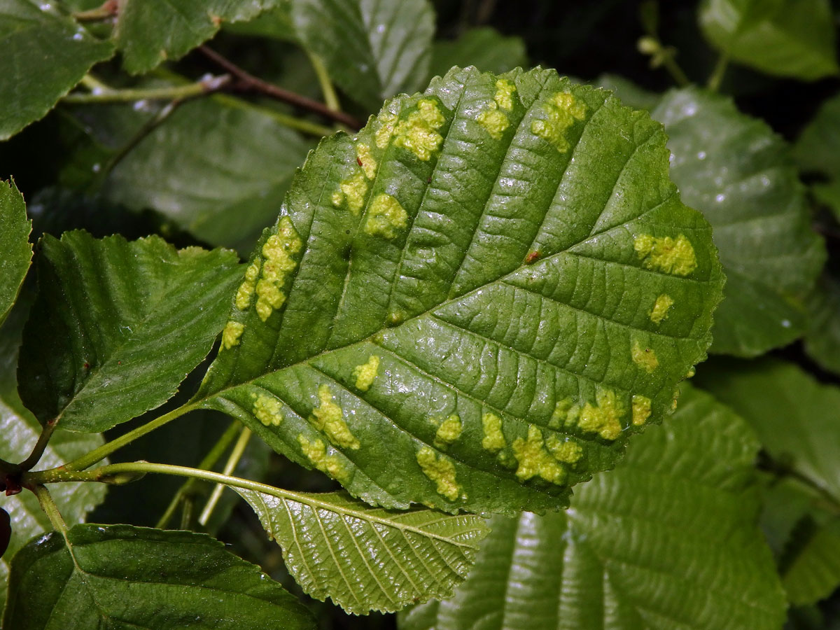 Hálky vlnovníka krátkonohého (Acalitus brevitarsus) na olši lepkavé (Alnus glutinosa)