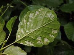 Hálky vlnovníka krátkonohého (Acalitus brevitarsus) na olši lepkavé (Alnus glutinosa)