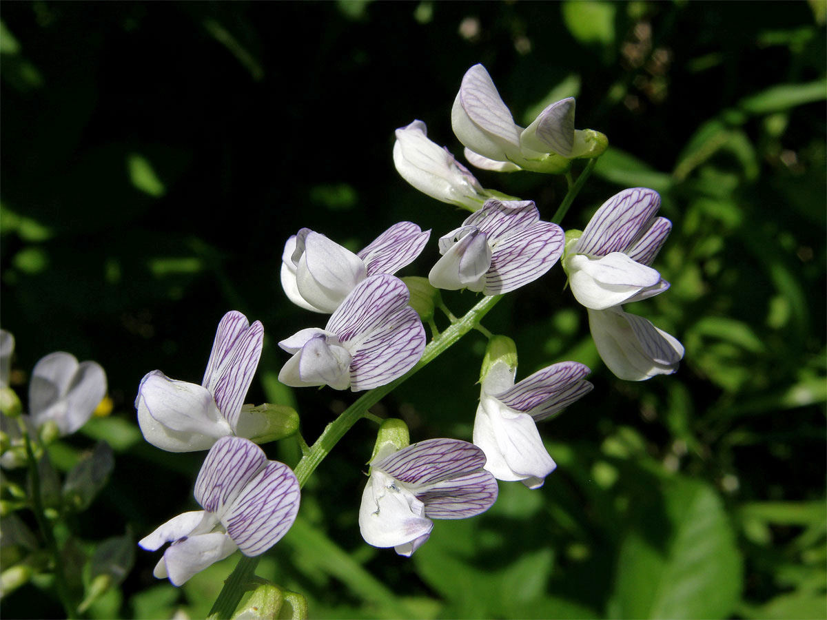 Vikev lesní (Vicia sylvatica L.)