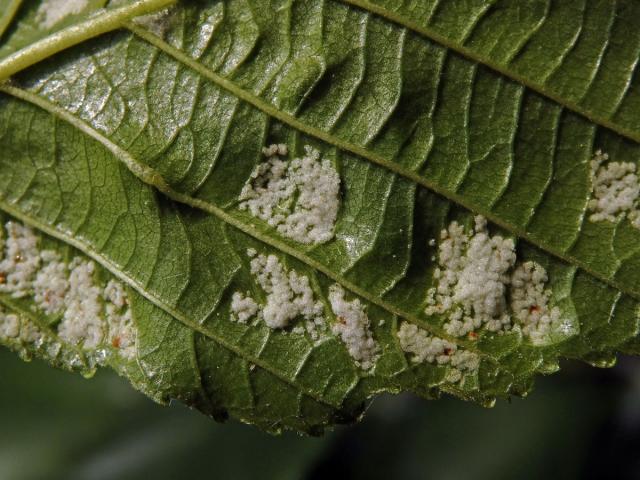 Hálky vlnovníka krátkonohého (Acalitus brevitarsus) na olši lepkavé (Alnus glutinosa)