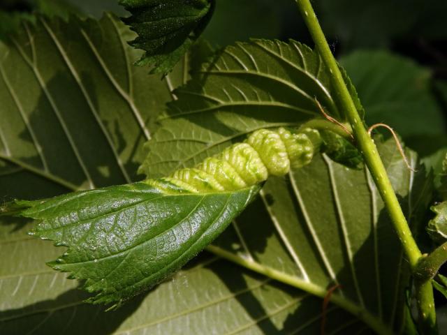 Pseudohálky mšice Eriosoma ulmi