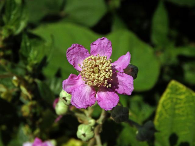 Ostružiník (Rubus sanctus Schreb.), sedmičetný květ (5)