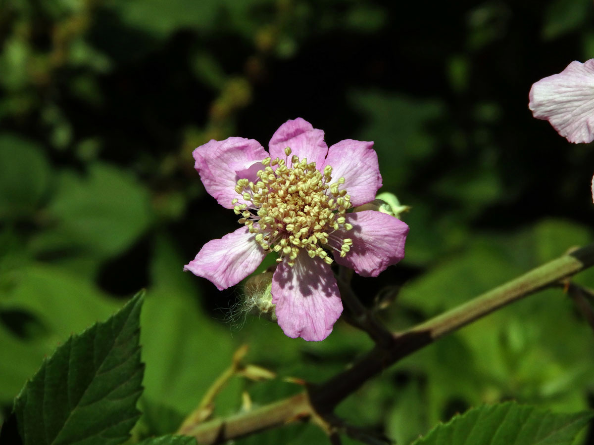 Ostružiník (Rubus sanctus Schreb.), šestičetný květ (18)