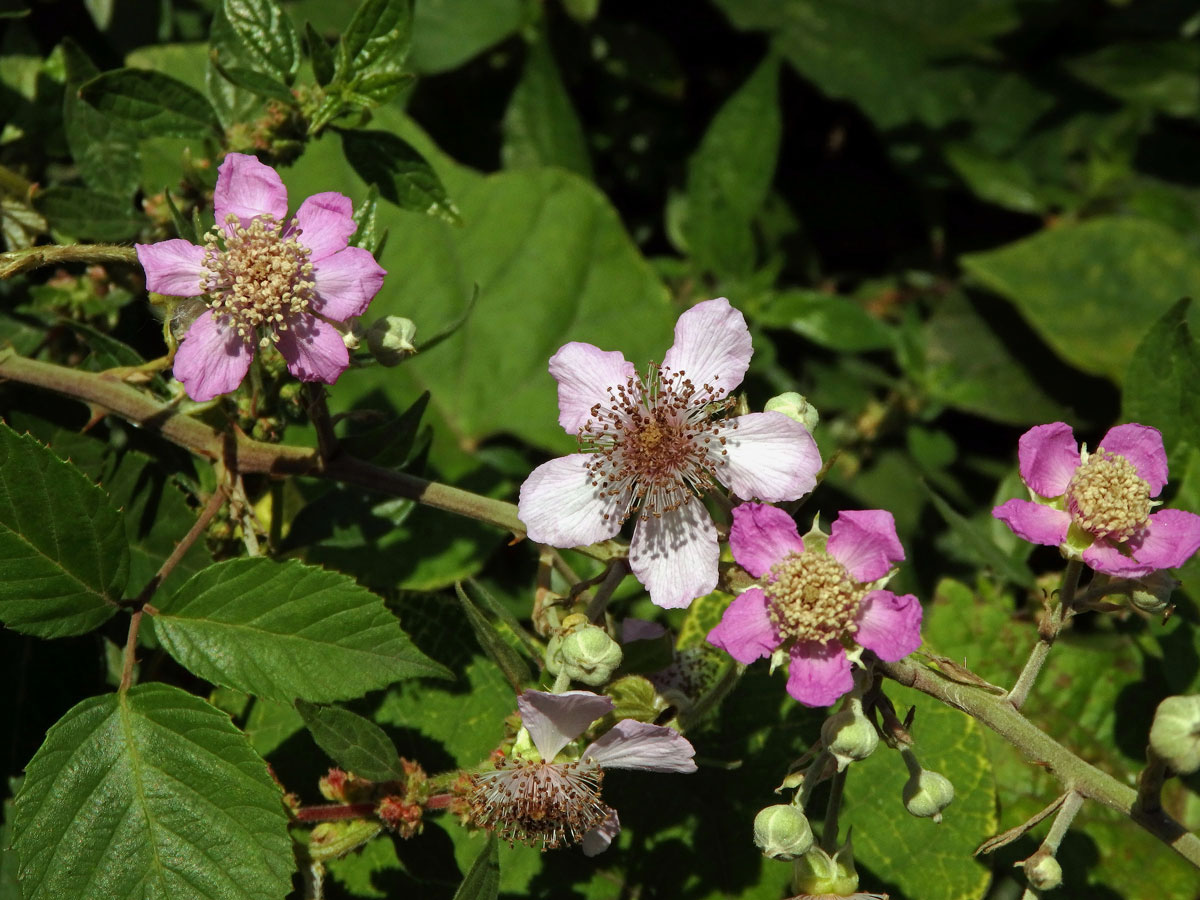 Ostružiník (Rubus sanctus Schreb.), šestičetný květ (19)