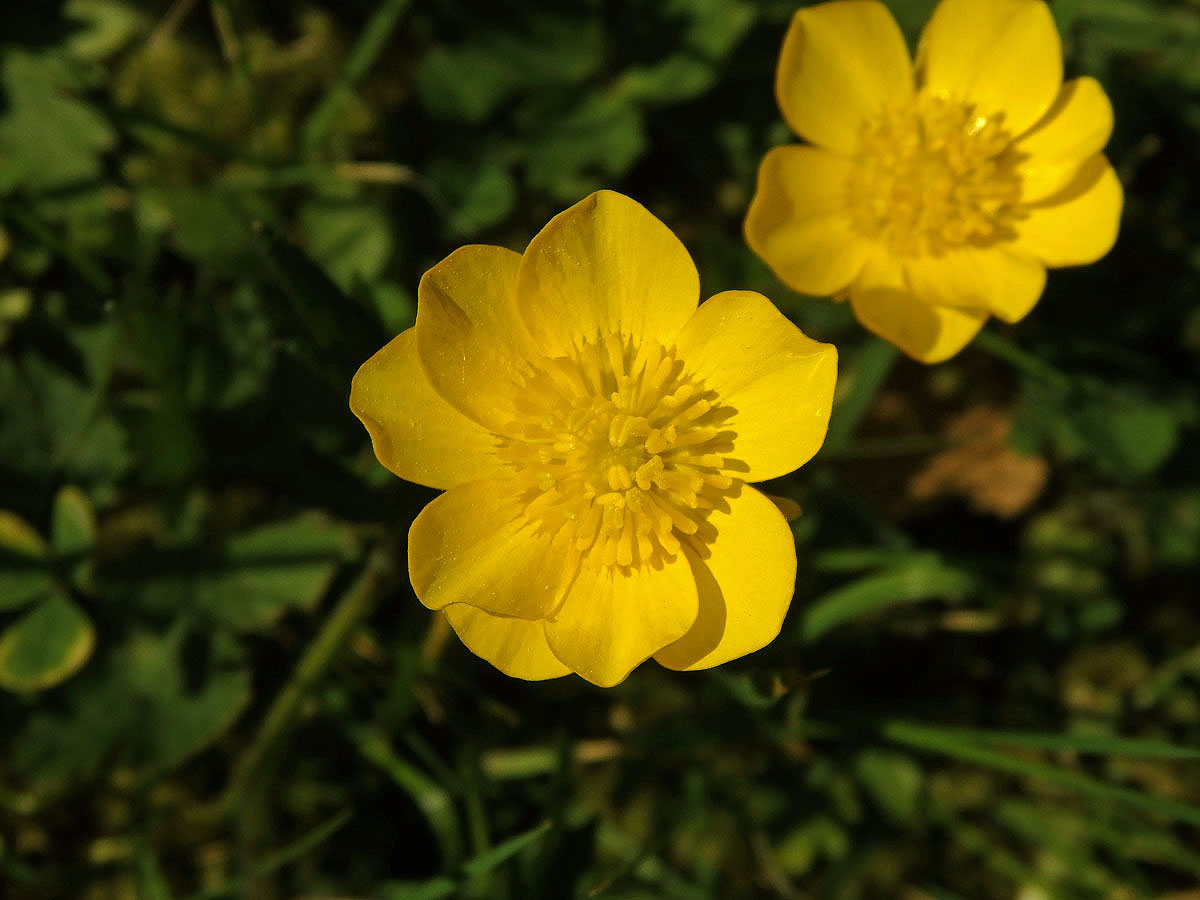 Pryskyřník plazivý (Ranunculus repens L.), osmičetný květ (10)