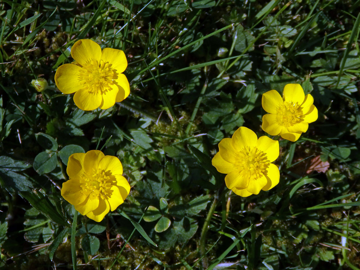 Pryskyřník plazivý (Ranunculus repens L.), vícečetné květy (15)