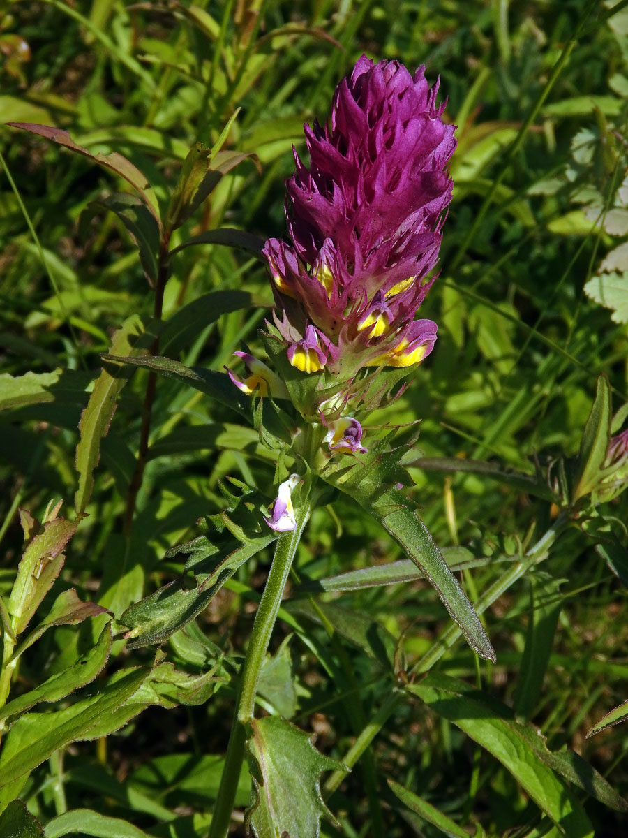 Černýš rolní (Melampyrum arvense L.)