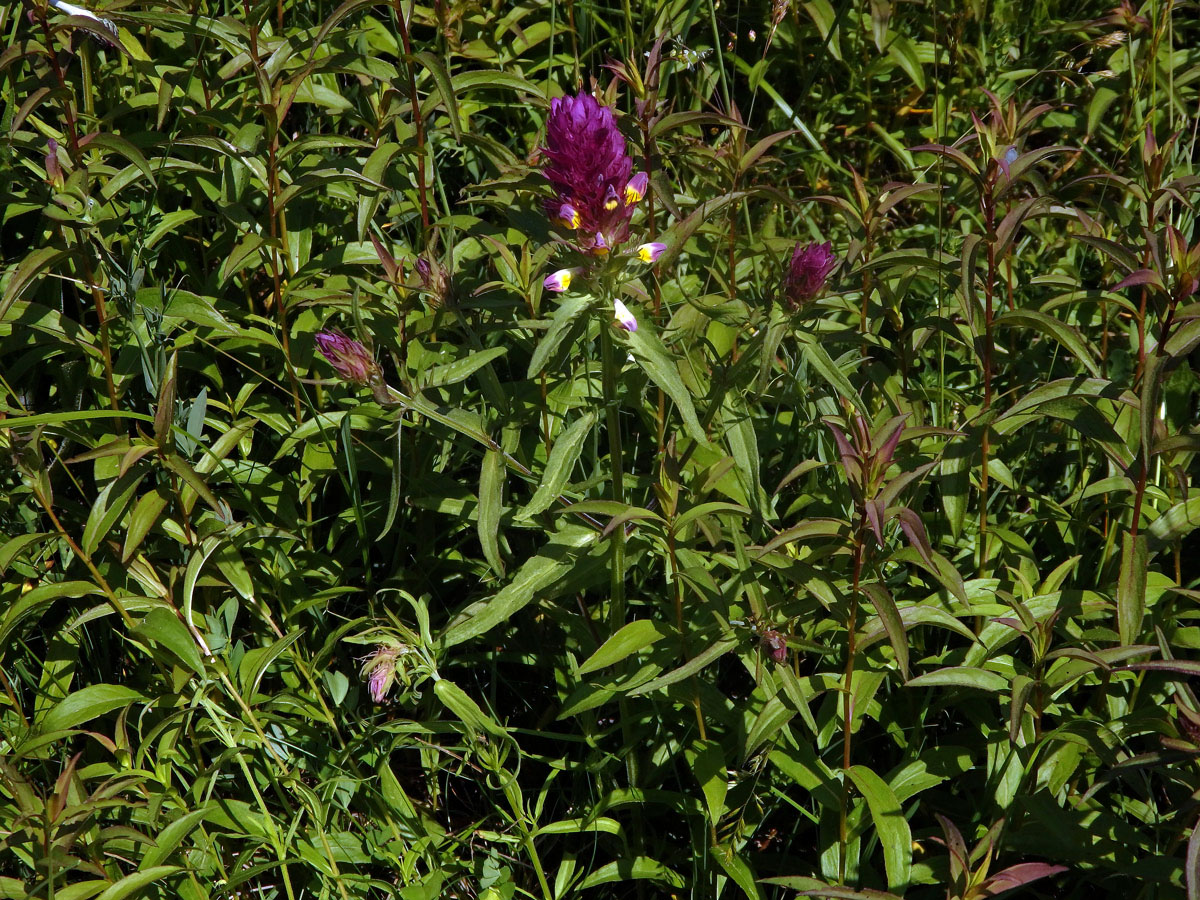 Černýš rolní (Melampyrum arvense L.)