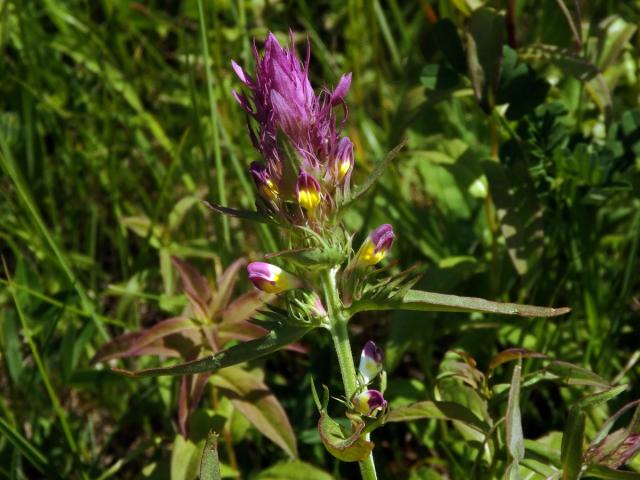 Černýš rolní (Melampyrum arvense L.)