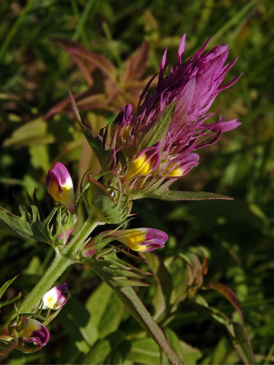 Černýš rolní (Melampyrum arvense L.)