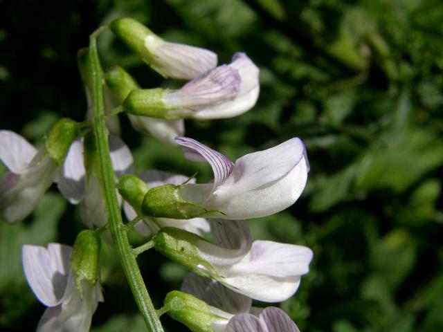 Vikev lesní (Vicia sylvatica L.)