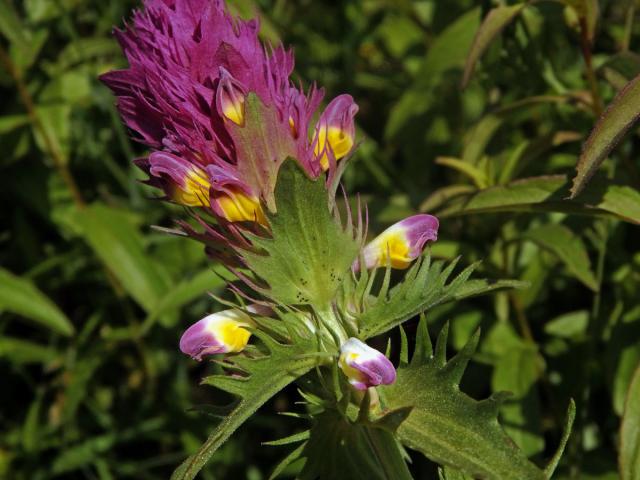 Černýš rolní (Melampyrum arvense L.)