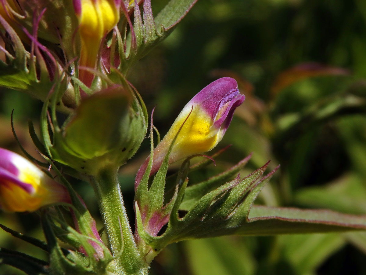 Černýš rolní (Melampyrum arvense L.)