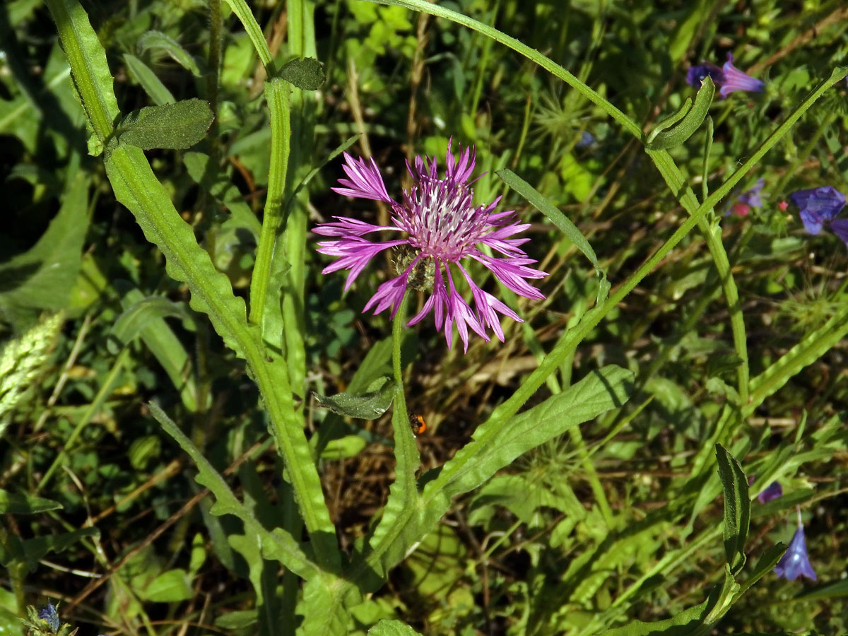 Chrpa (Centaurea napifolia L.)