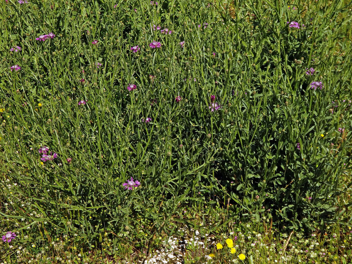 Chrpa (Centaurea napifolia L.)