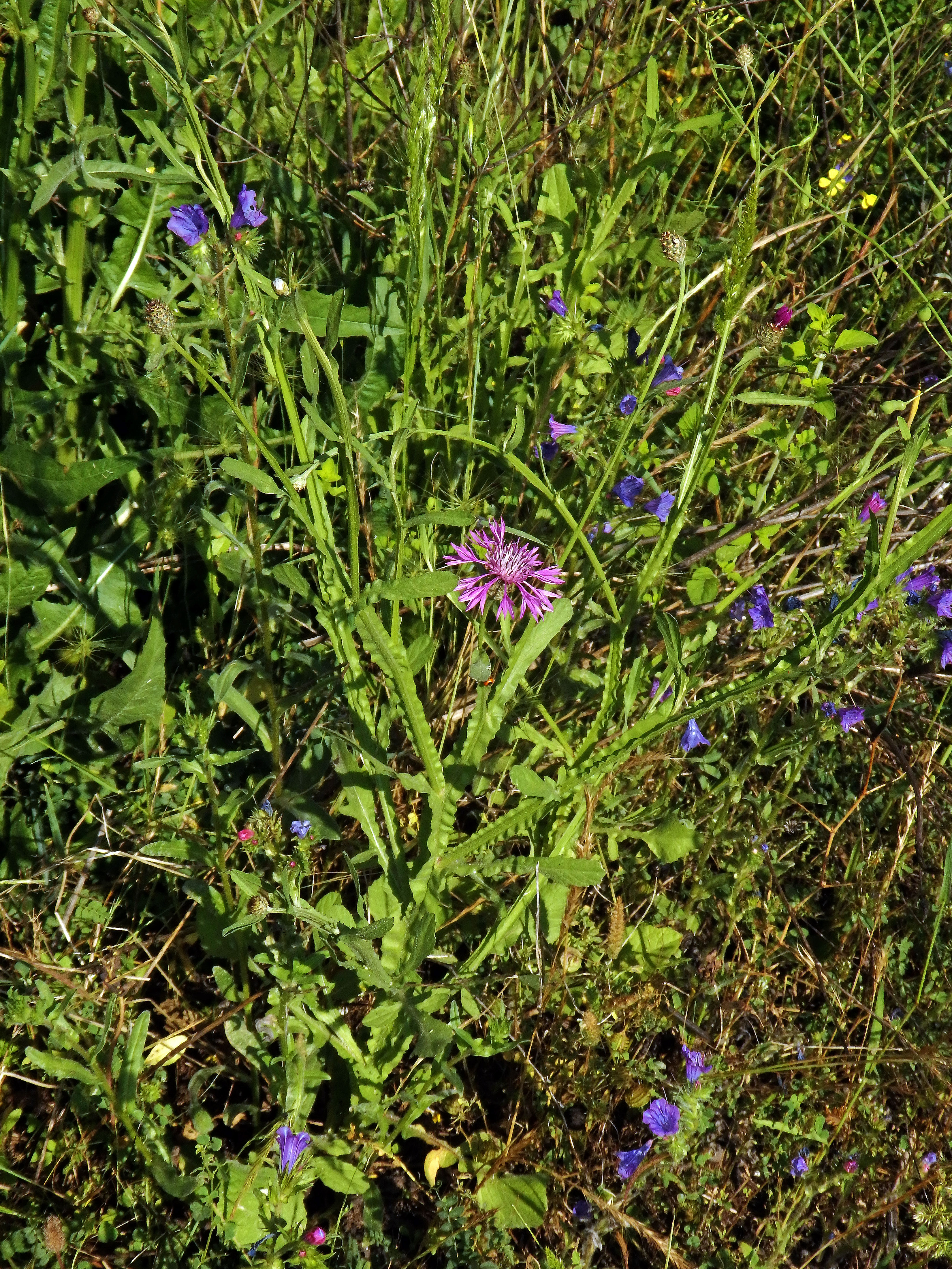 Chrpa (Centaurea napifolia L.)