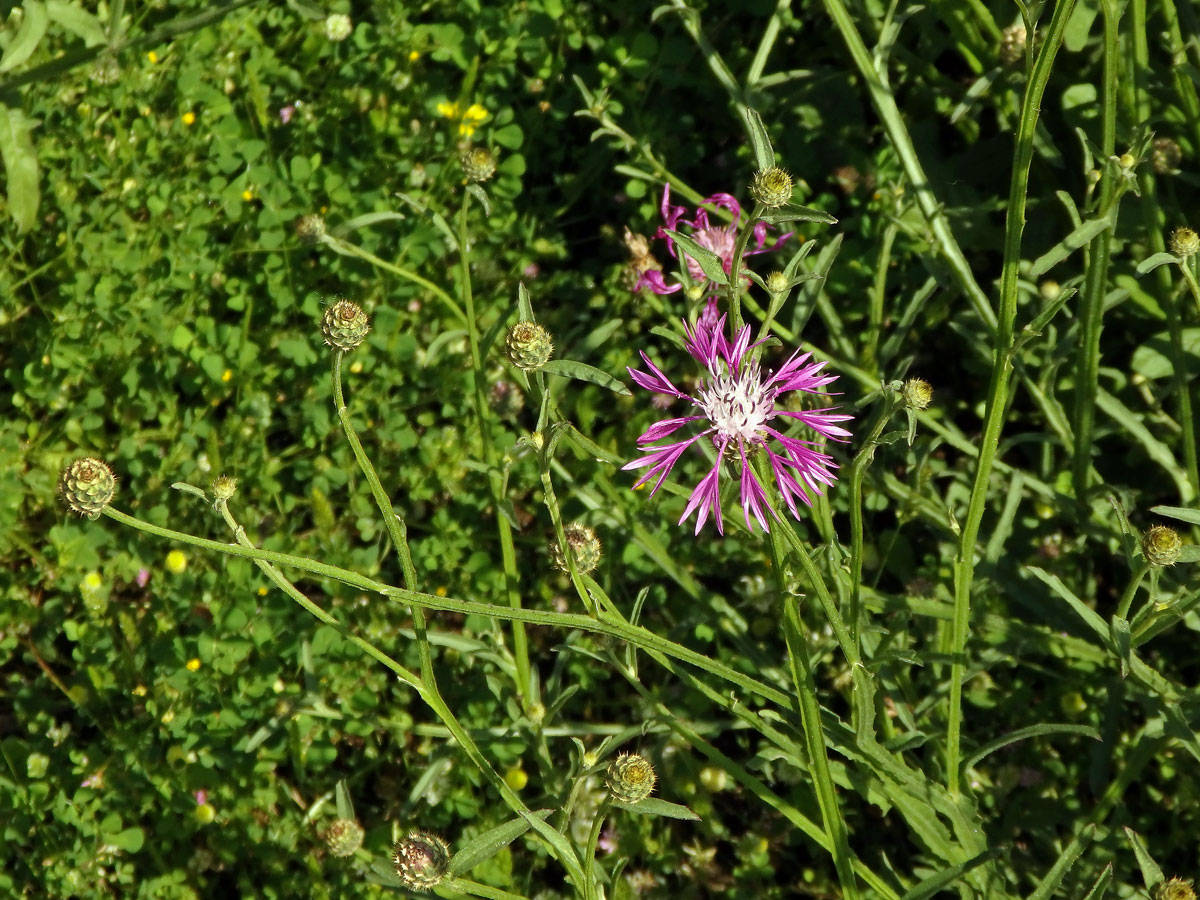 Chrpa (Centaurea napifolia L.)