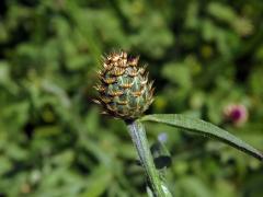 Chrpa (Centaurea napifolia L.)