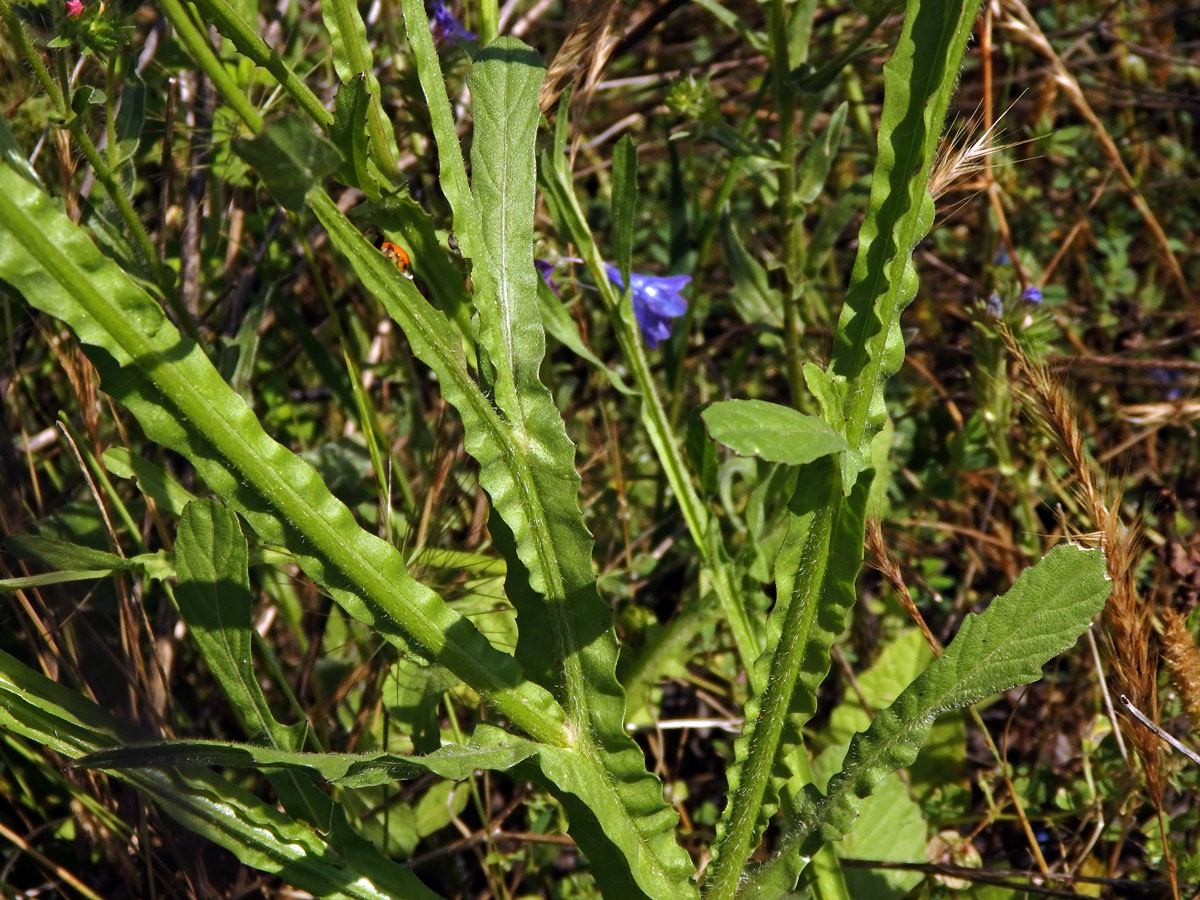 Chrpa (Centaurea napifolia L.)