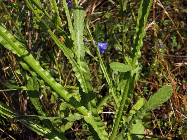 Chrpa (Centaurea napifolia L.)