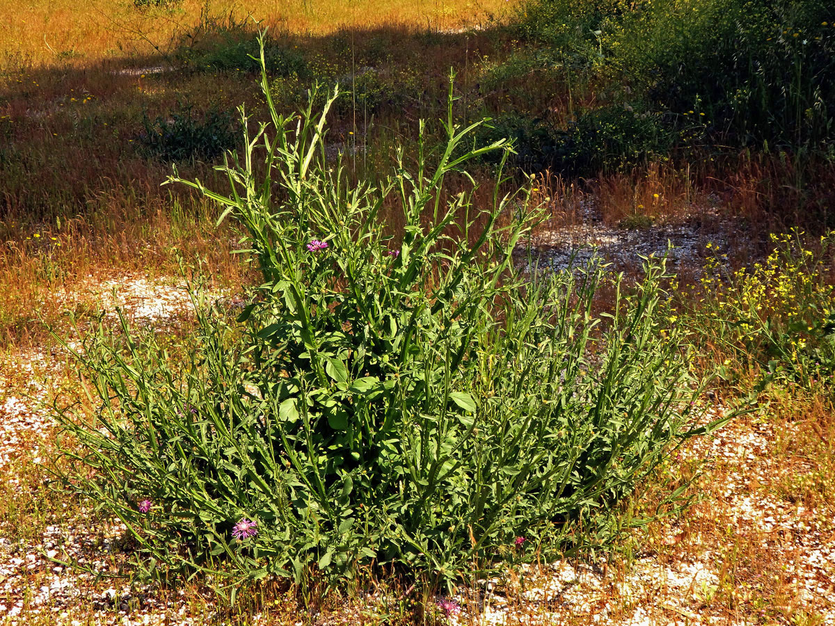 Chrpa (Centaurea napifolia L.)