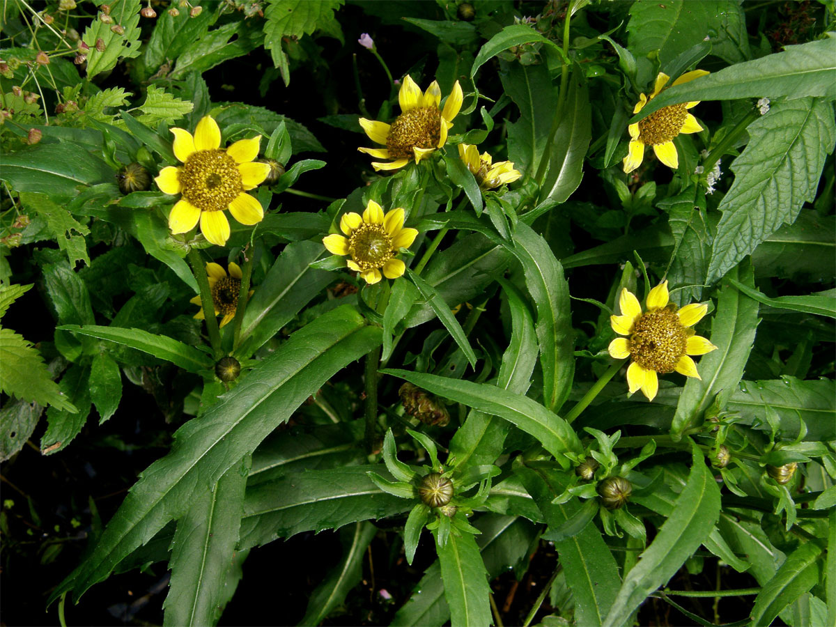 Dvouzubec nící (Bidens cernua L.)