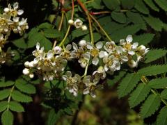 Jeřáb Koehneův (Sorbus koehneana C. K. Schneider)