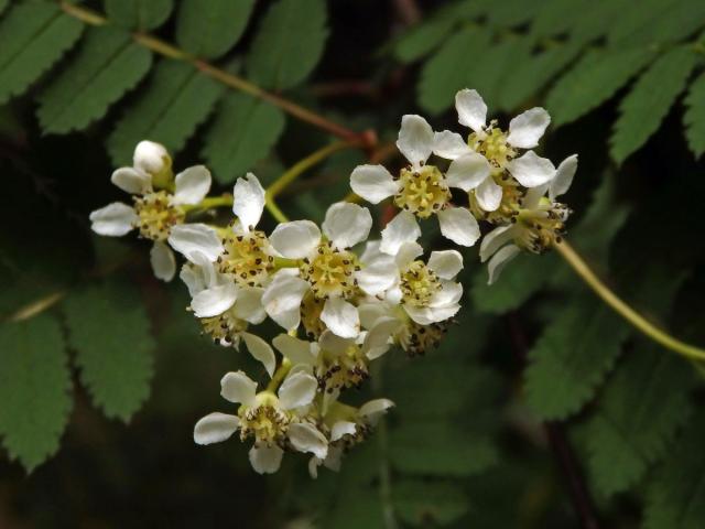 Jeřáb Koehneův (Sorbus koehneana C. K. Schneider)