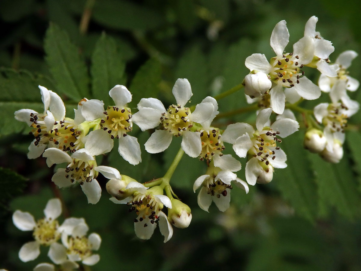 Jeřáb Koehneův (Sorbus koehneana C. K. Schneider)