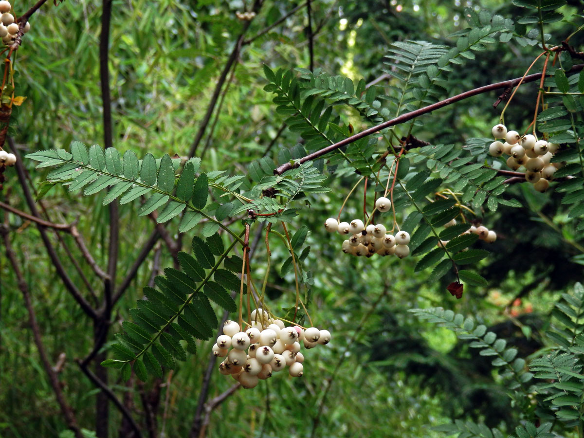 Jeřáb Koehneův (Sorbus koehneana C. K. Schneider)