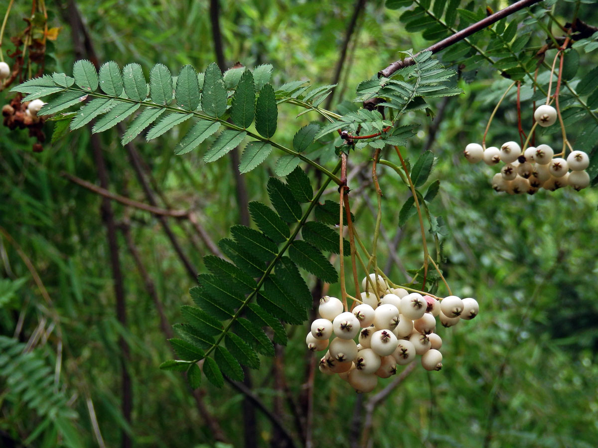 Jeřáb Koehneův (Sorbus koehneana C. K. Schneider)