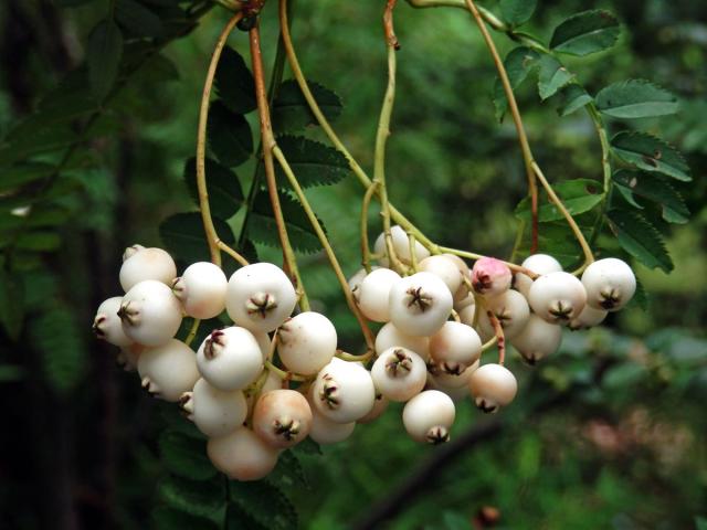 Jeřáb Koehneův (Sorbus koehneana C. K. Schneider)