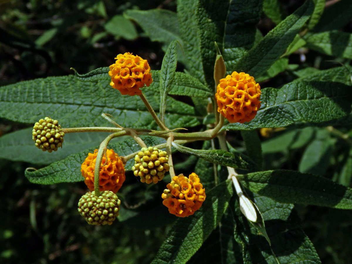 Komule (Buddleja globosa Hope)