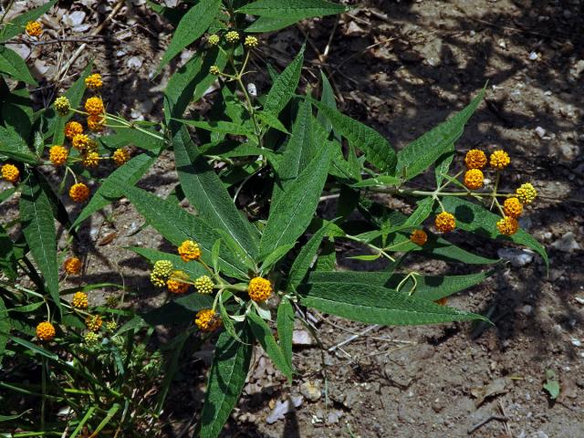 Komule (Buddleja globosa Hope)