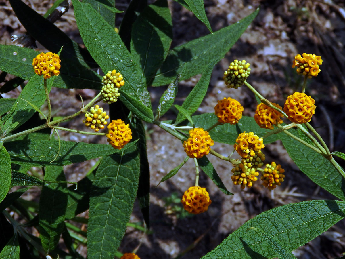 Komule (Buddleja globosa Hope)