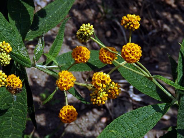 Komule (Buddleja globosa Hope)