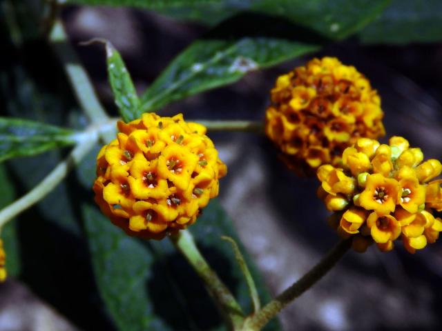 Komule (Buddleja globosa Hope)