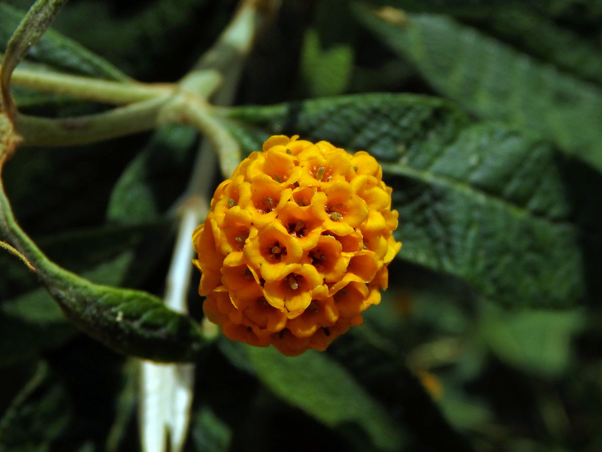 Komule (Buddleja globosa Hope)