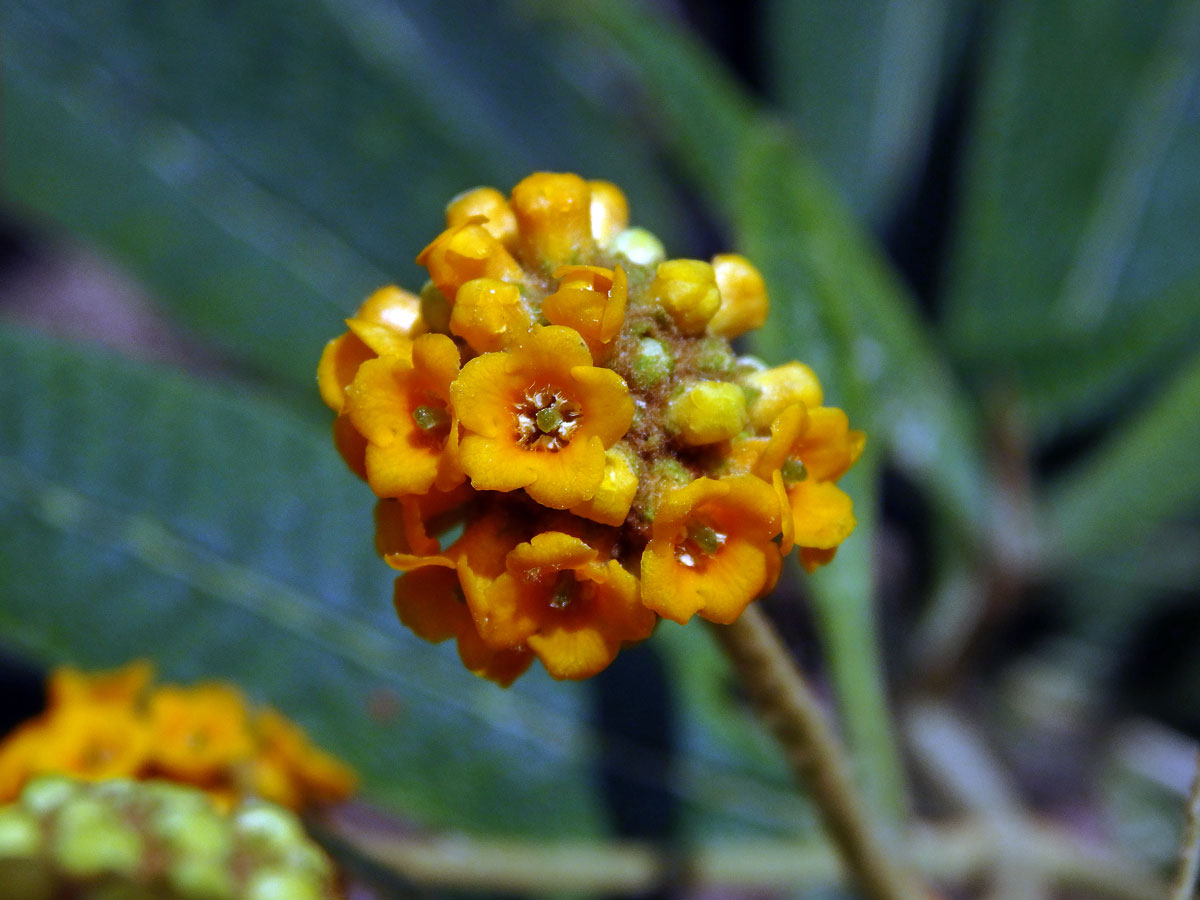 Komule (Buddleja globosa Hope)