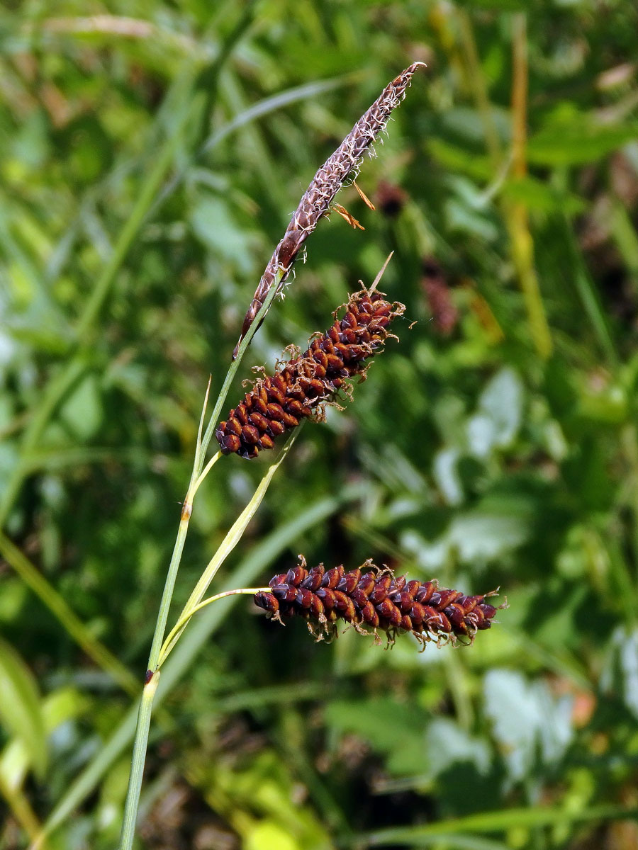 Ostřice chabá (Carex flacca Schreber)