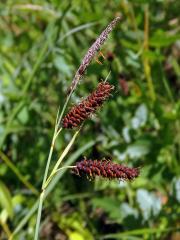 Ostřice chabá (Carex flacca Schreber)   