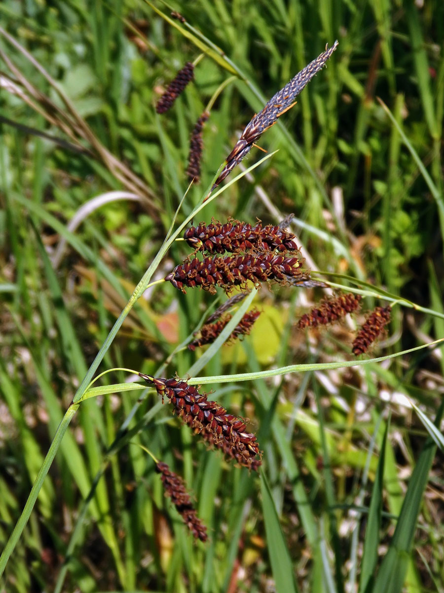 Ostřice chabá (Carex flacca Schreber)