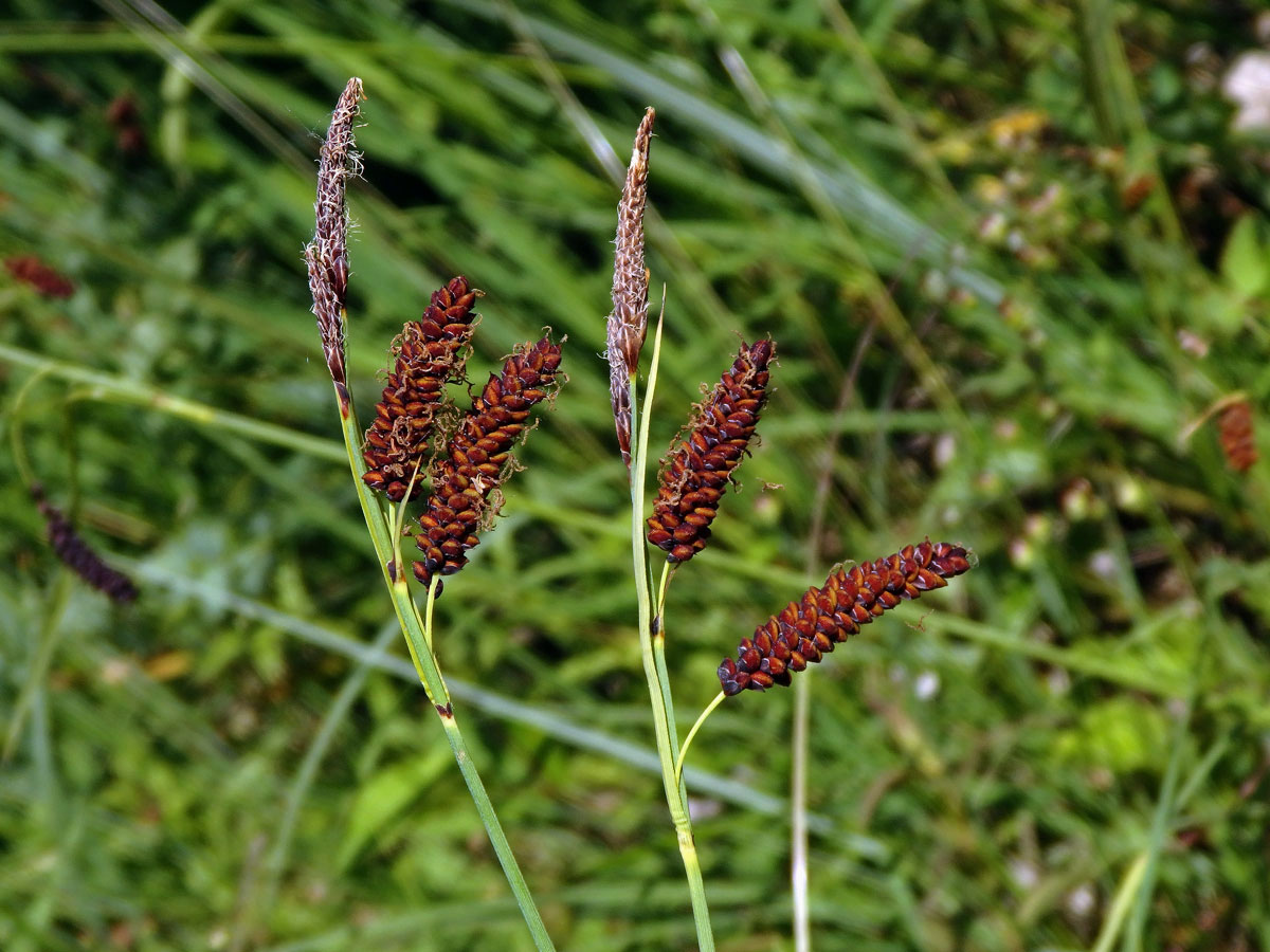 Ostřice chabá (Carex flacca Schreber)