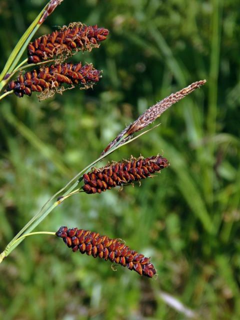 Ostřice chabá (Carex flacca Schreber)